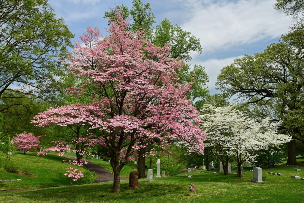 pink dogwood flowers