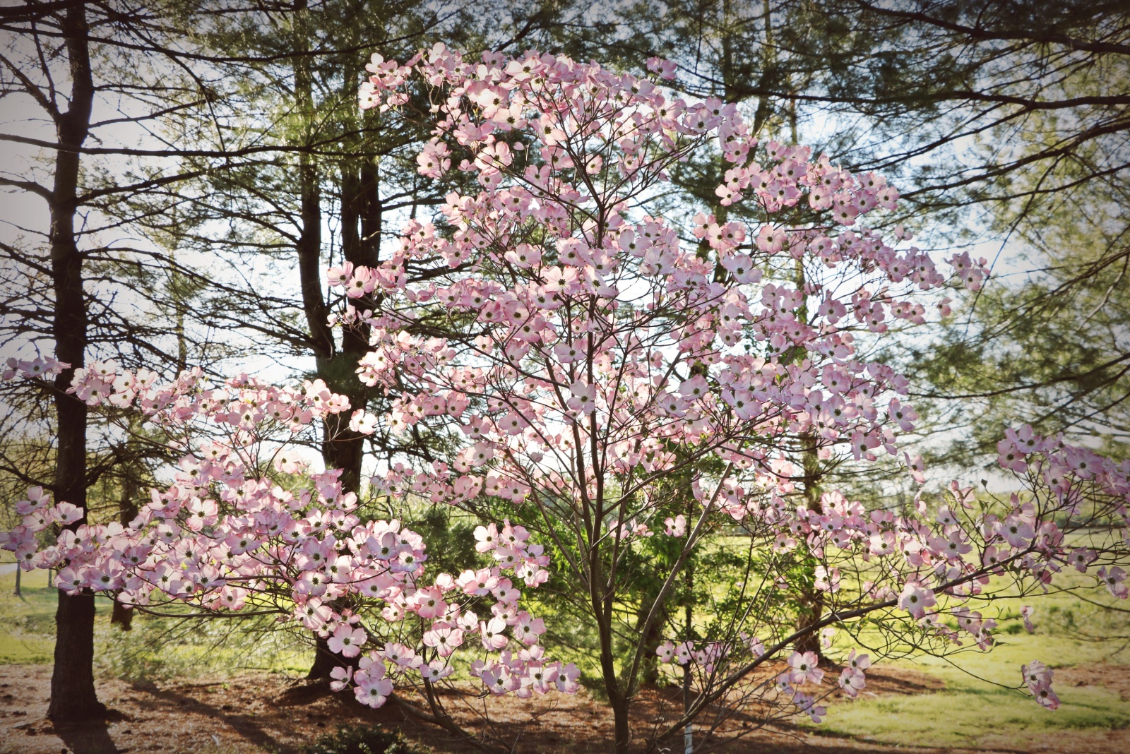 pink dogwood