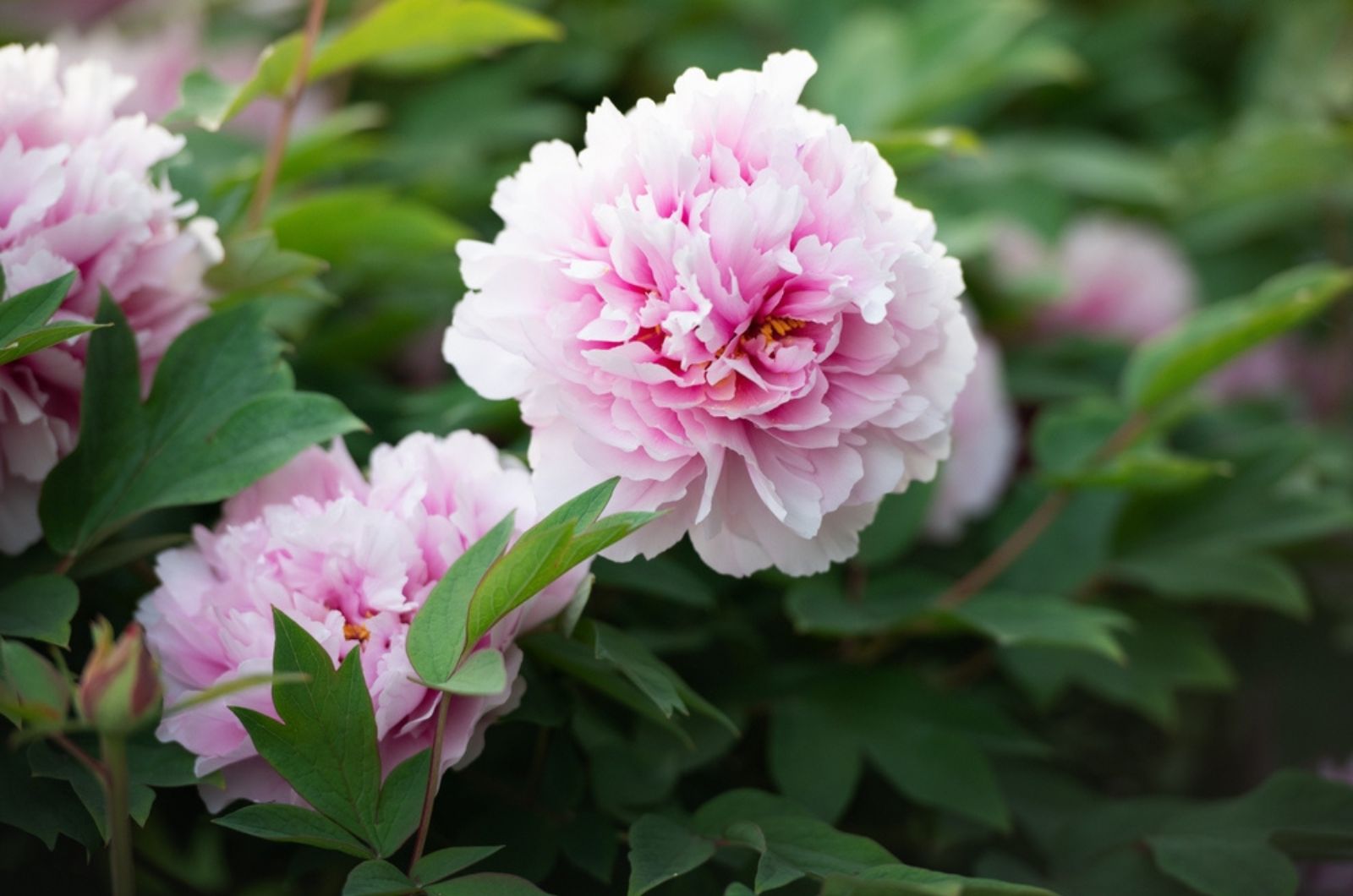 pink peonies