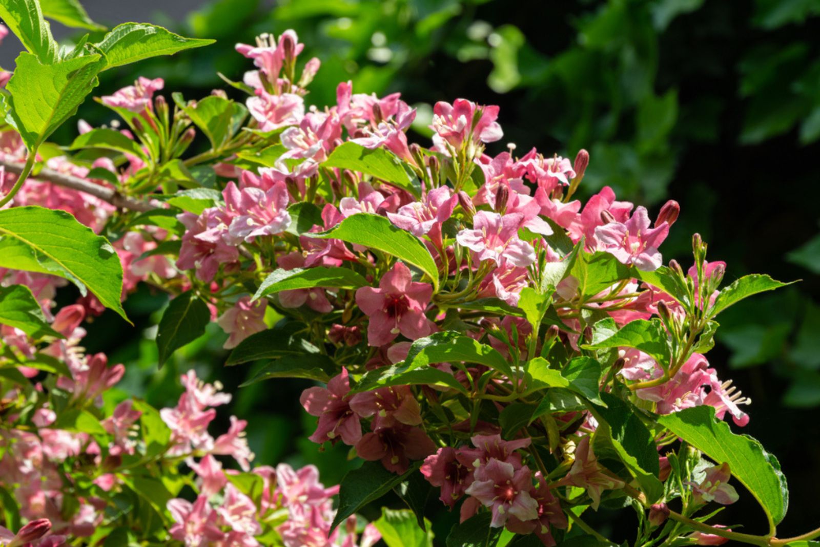 pink weigela flowers