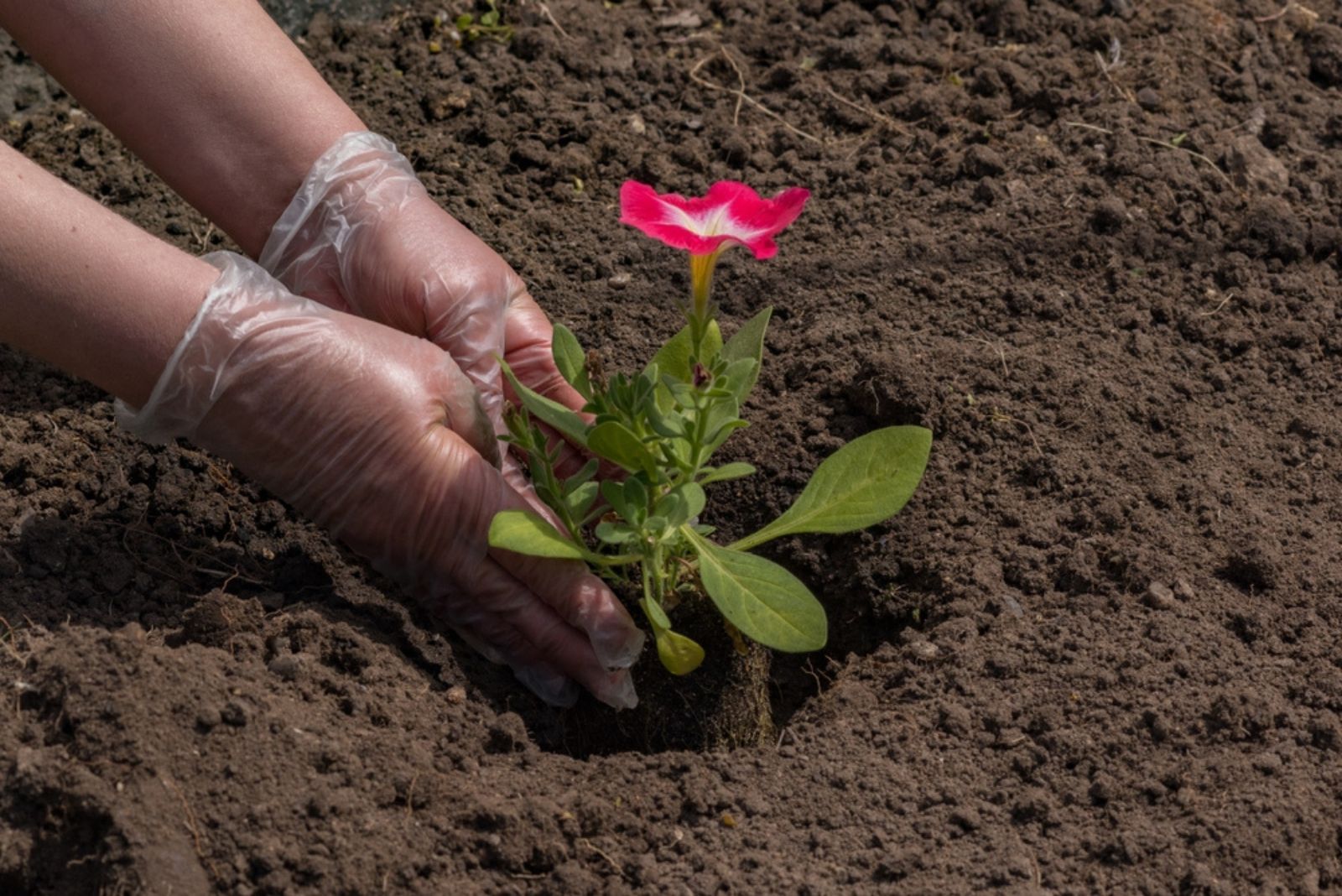 planting red petunia