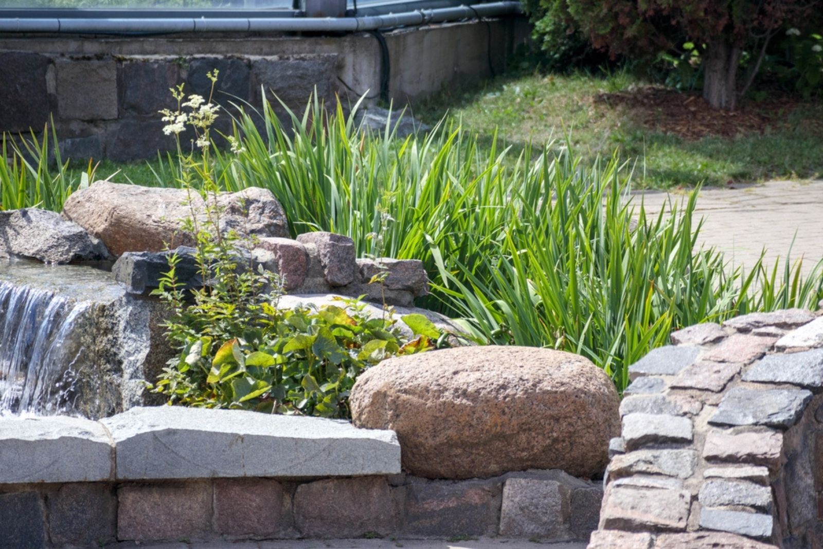 plants between stones