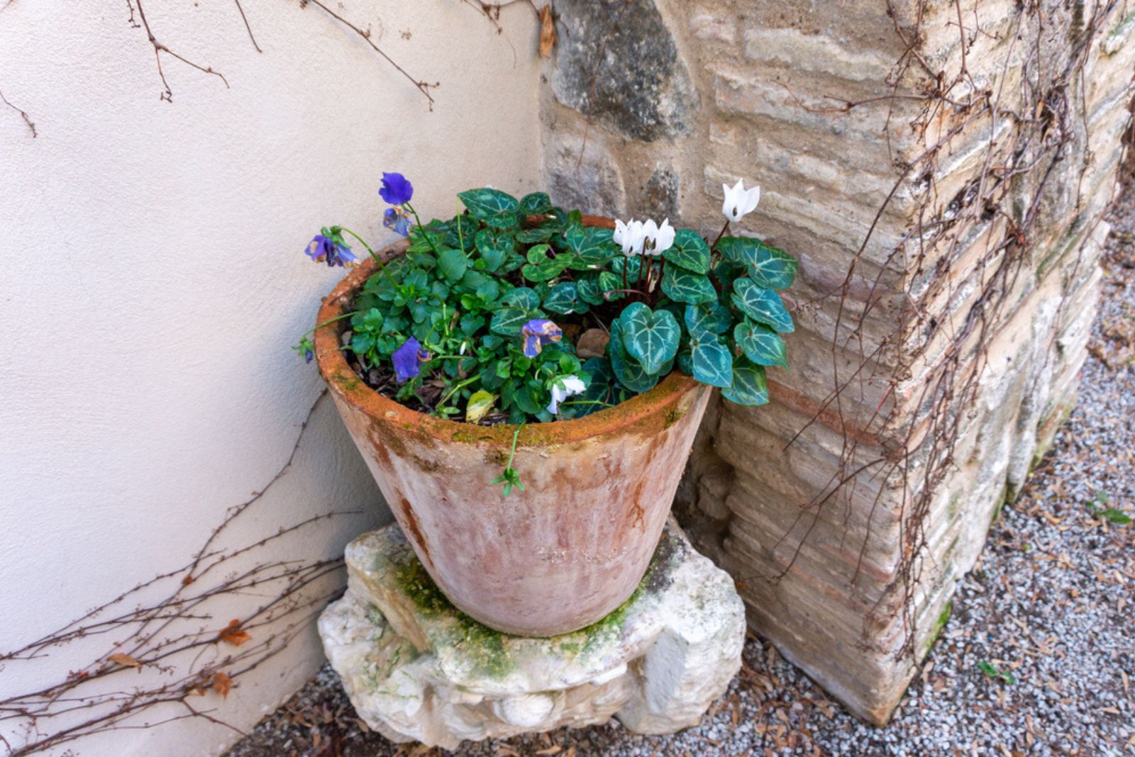 plants in pot on the brick