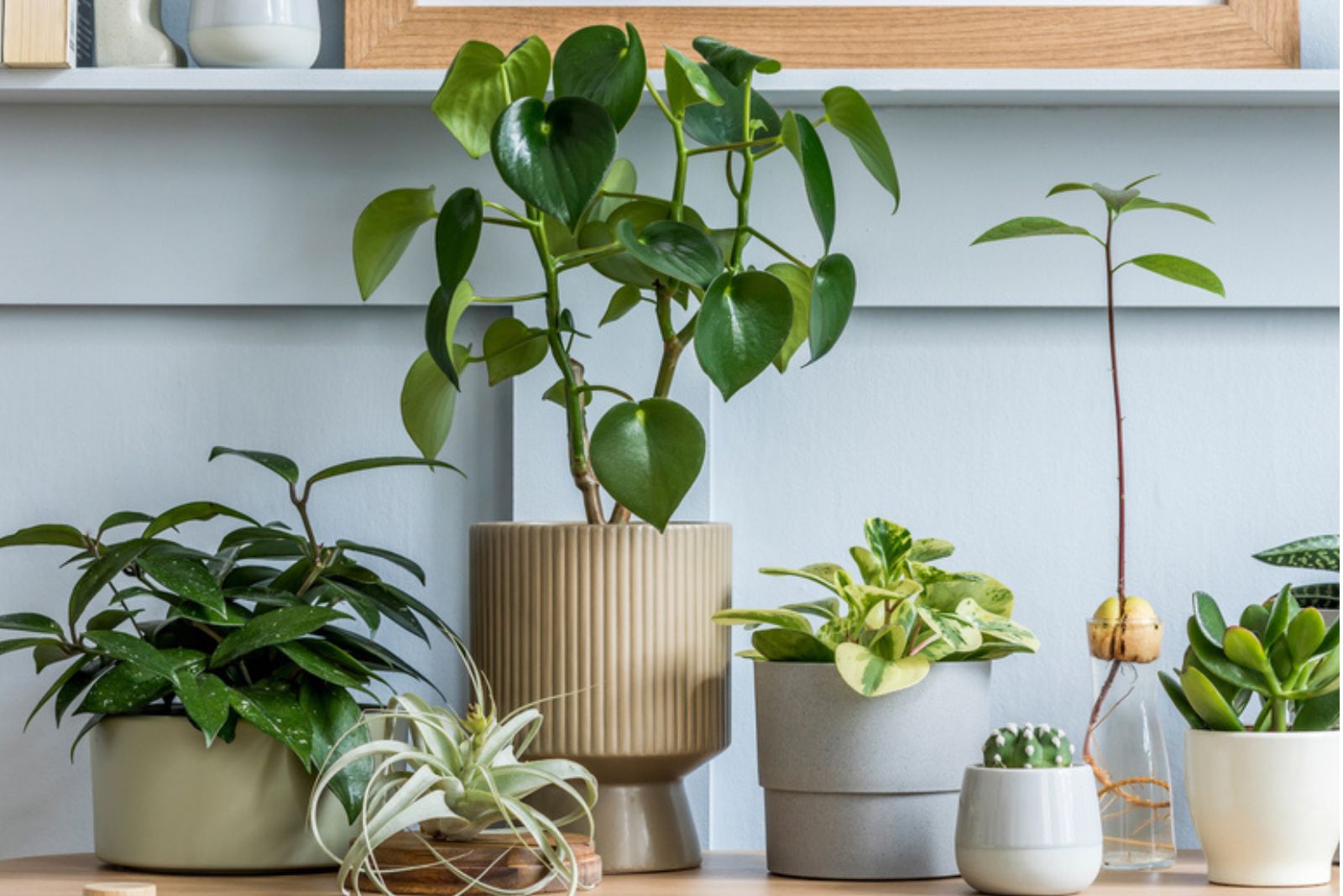 plants indoor on the table