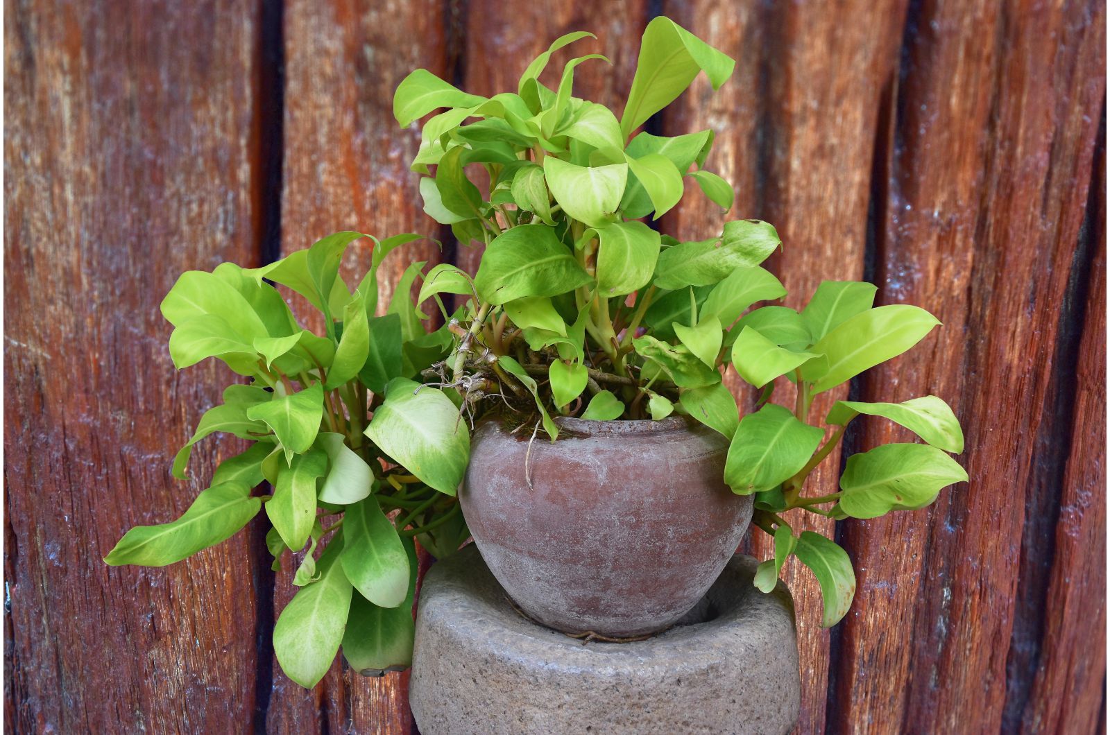 pothos in pot