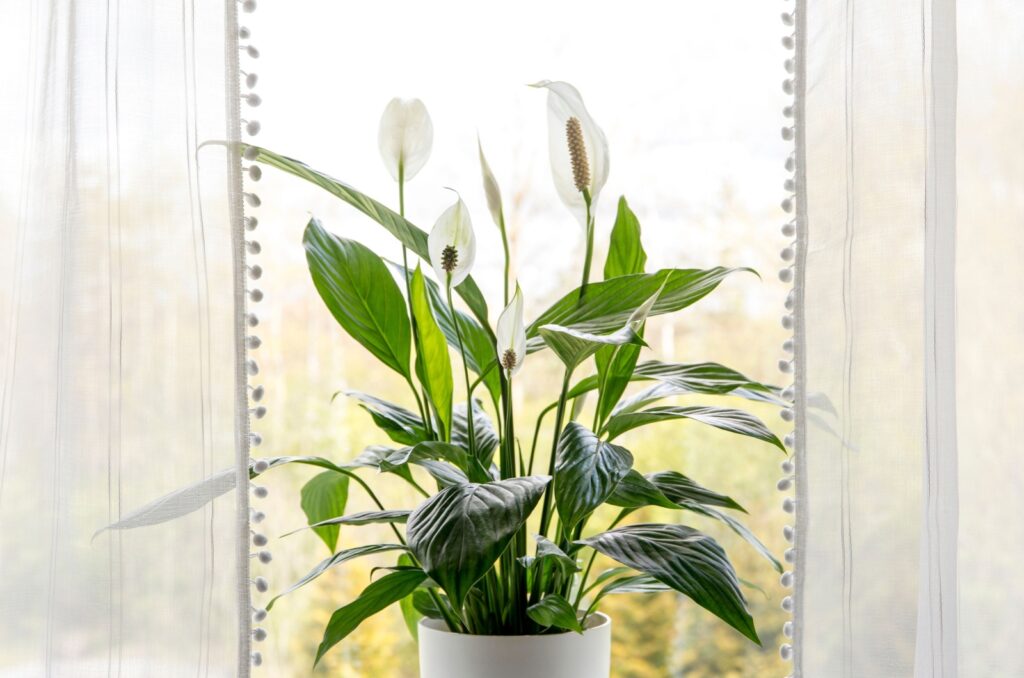 potted peace lily