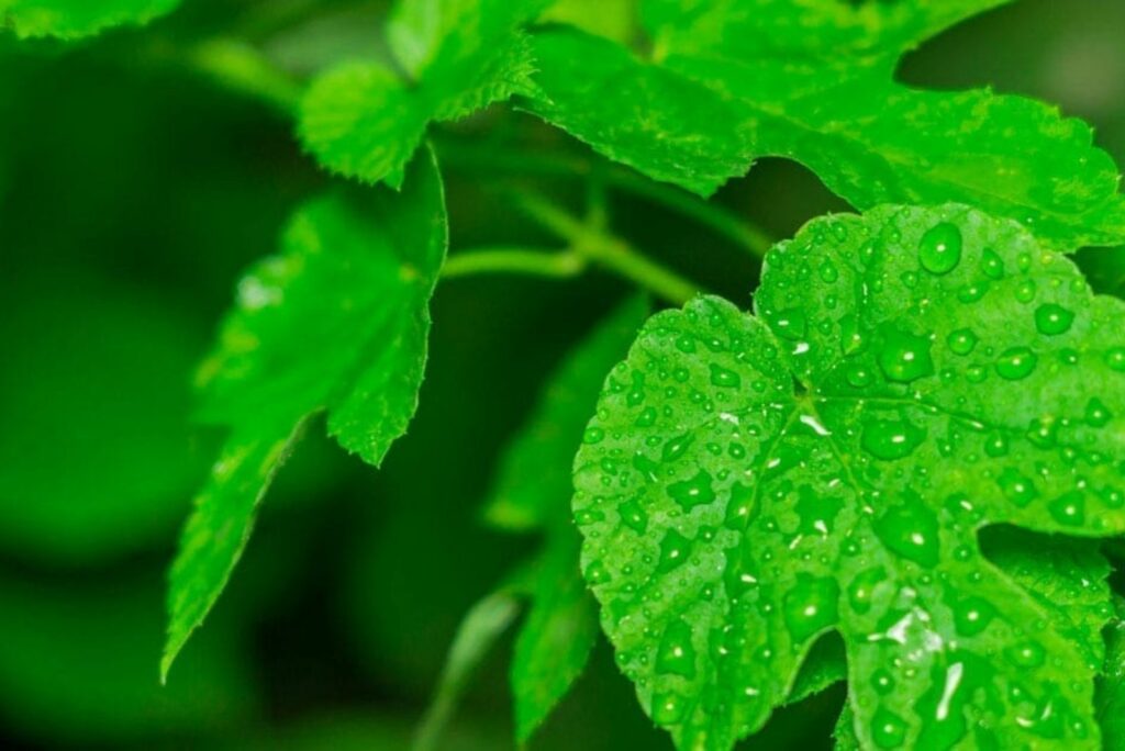 pouring water on poison ivy