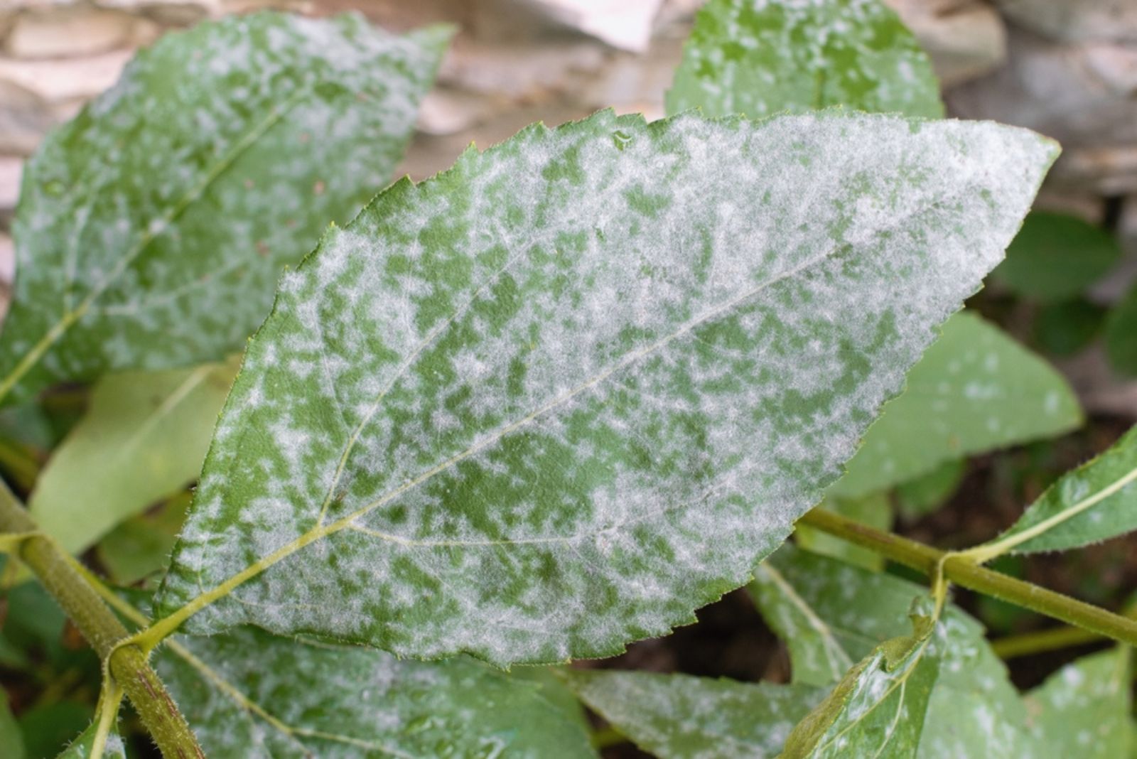 powdery mildew on a leaf