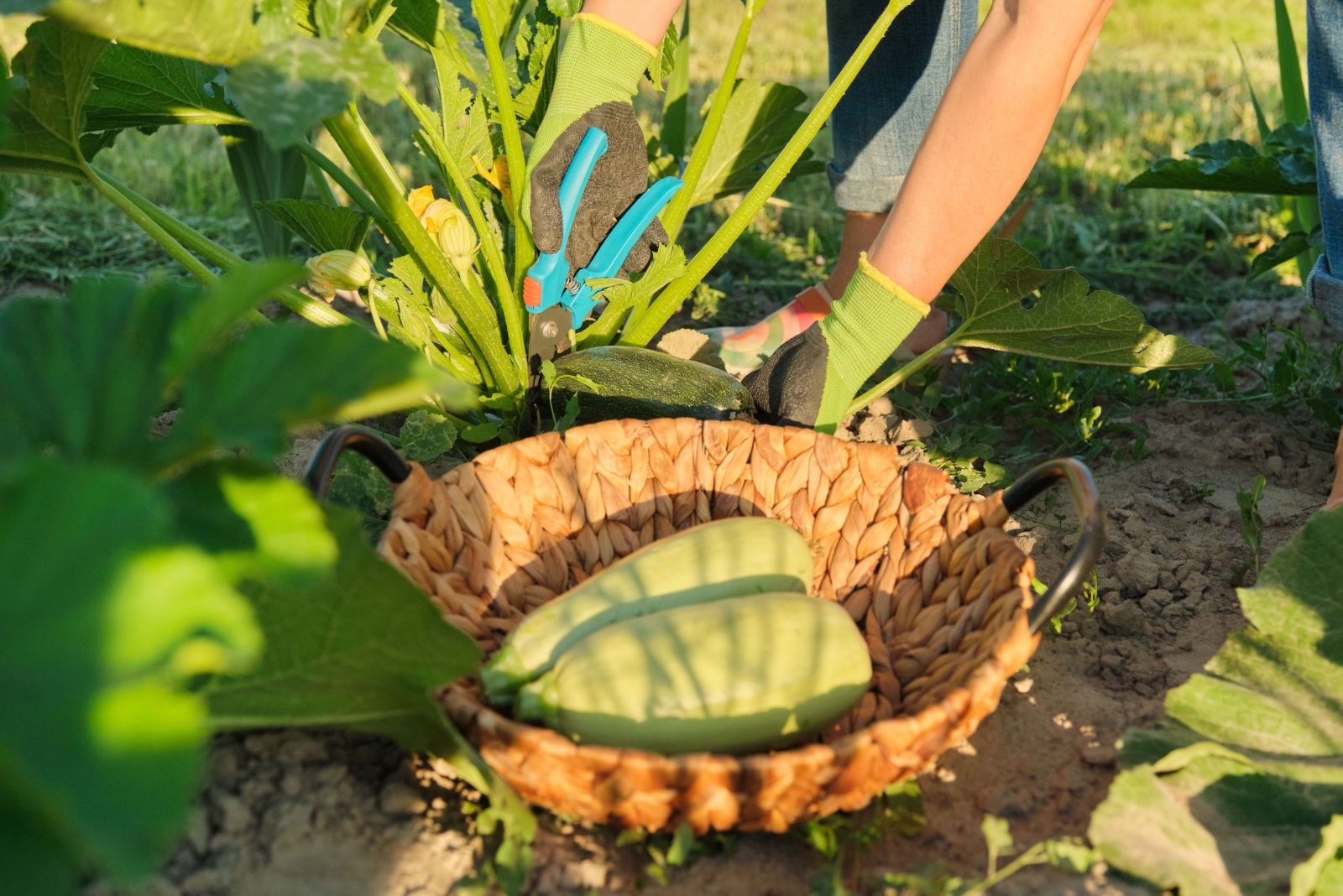 pruning zucchini