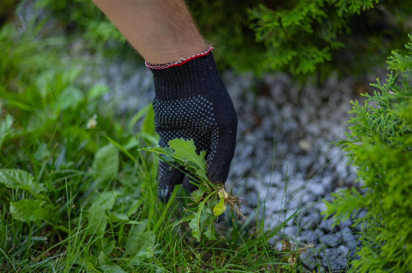 pulling weeds