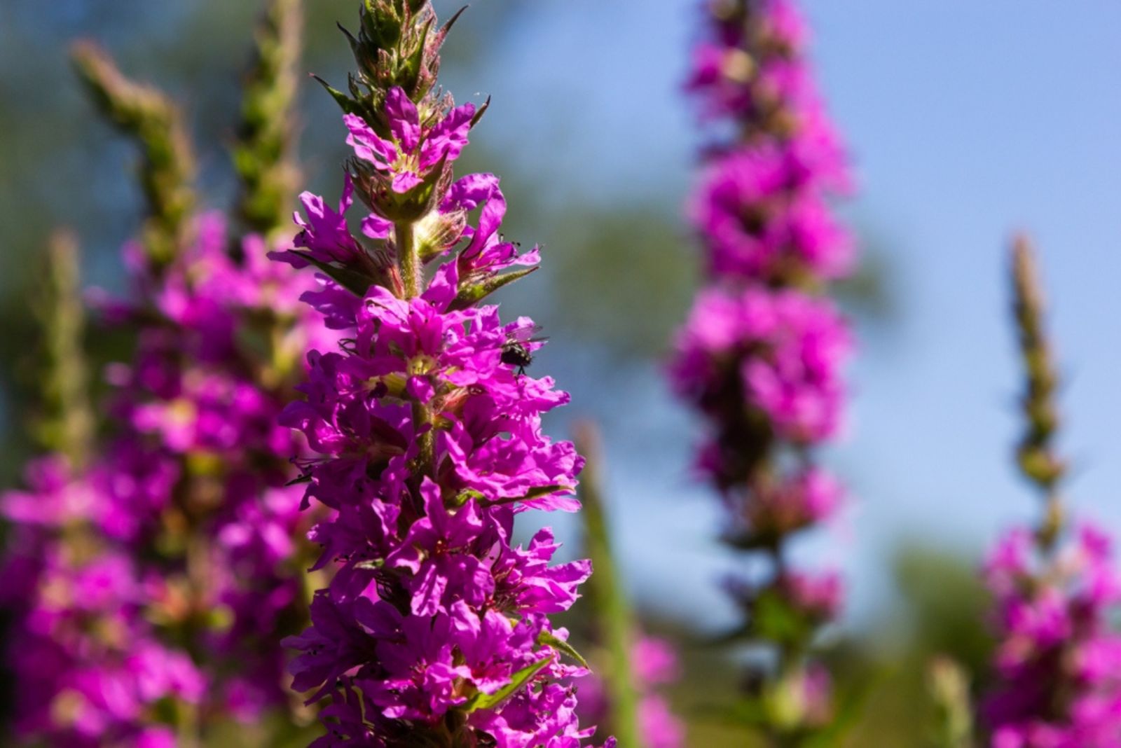 purple Loosestrife