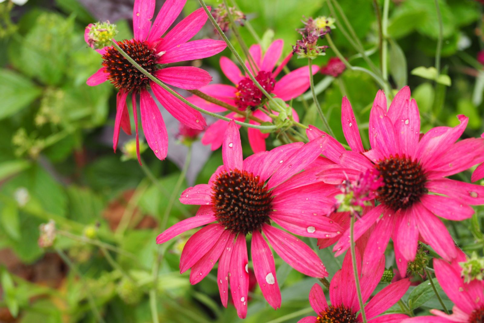 purple coneflower in the wild garden