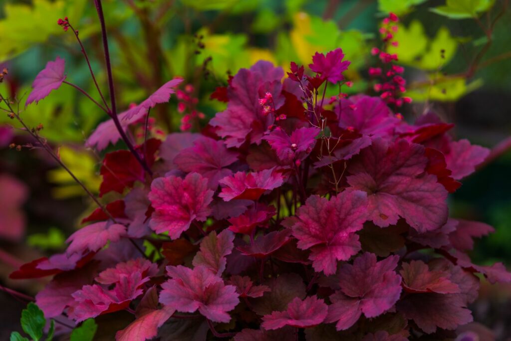 purple leaves of Heuchera