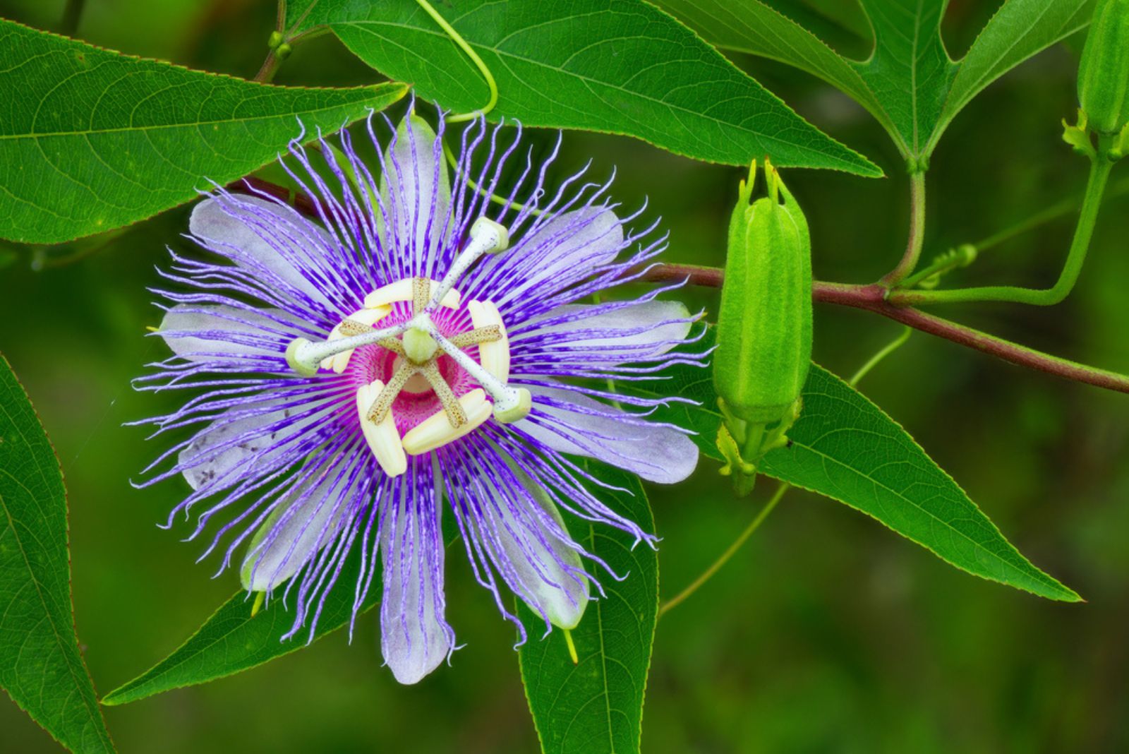 purple passion flower