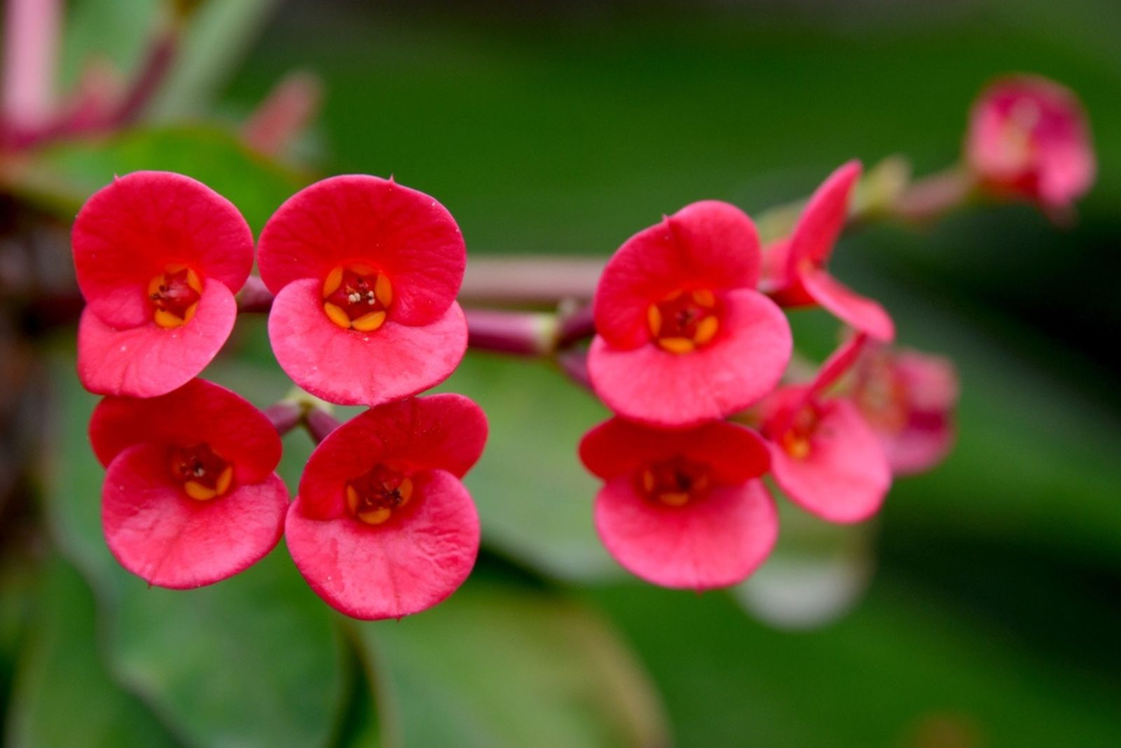 red Euphorbia