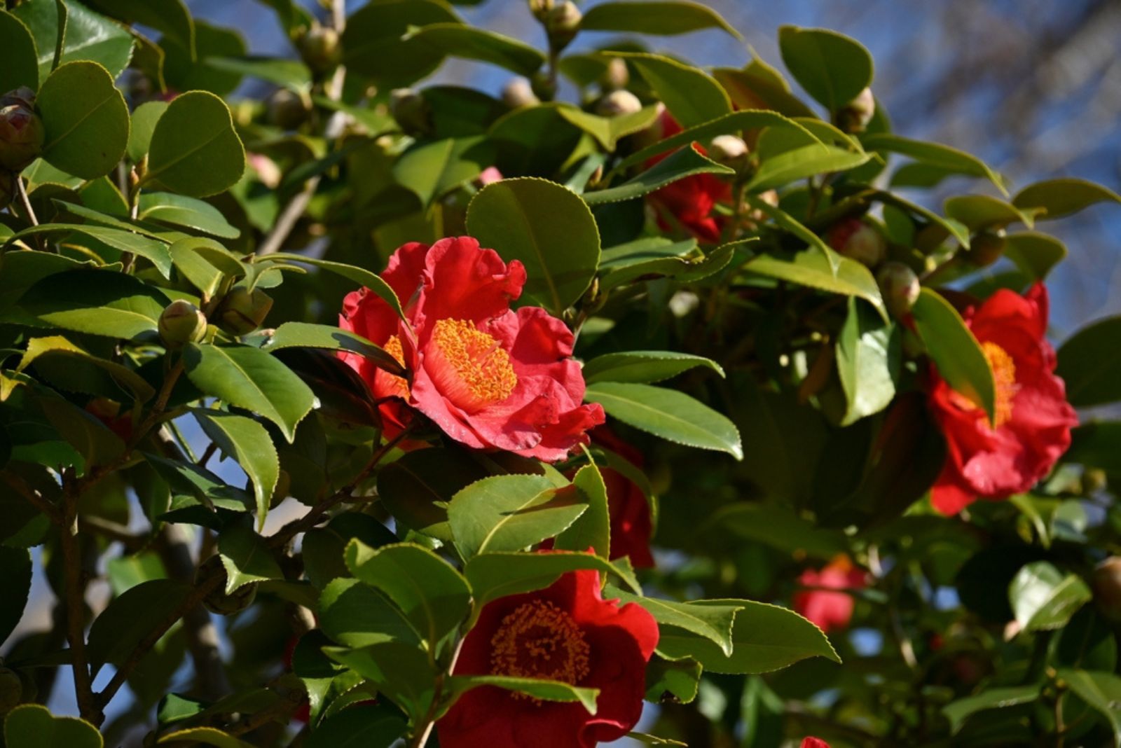 red camelia flowers