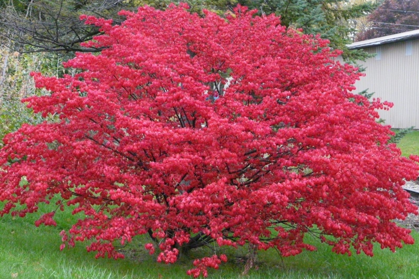 red fall burning bush