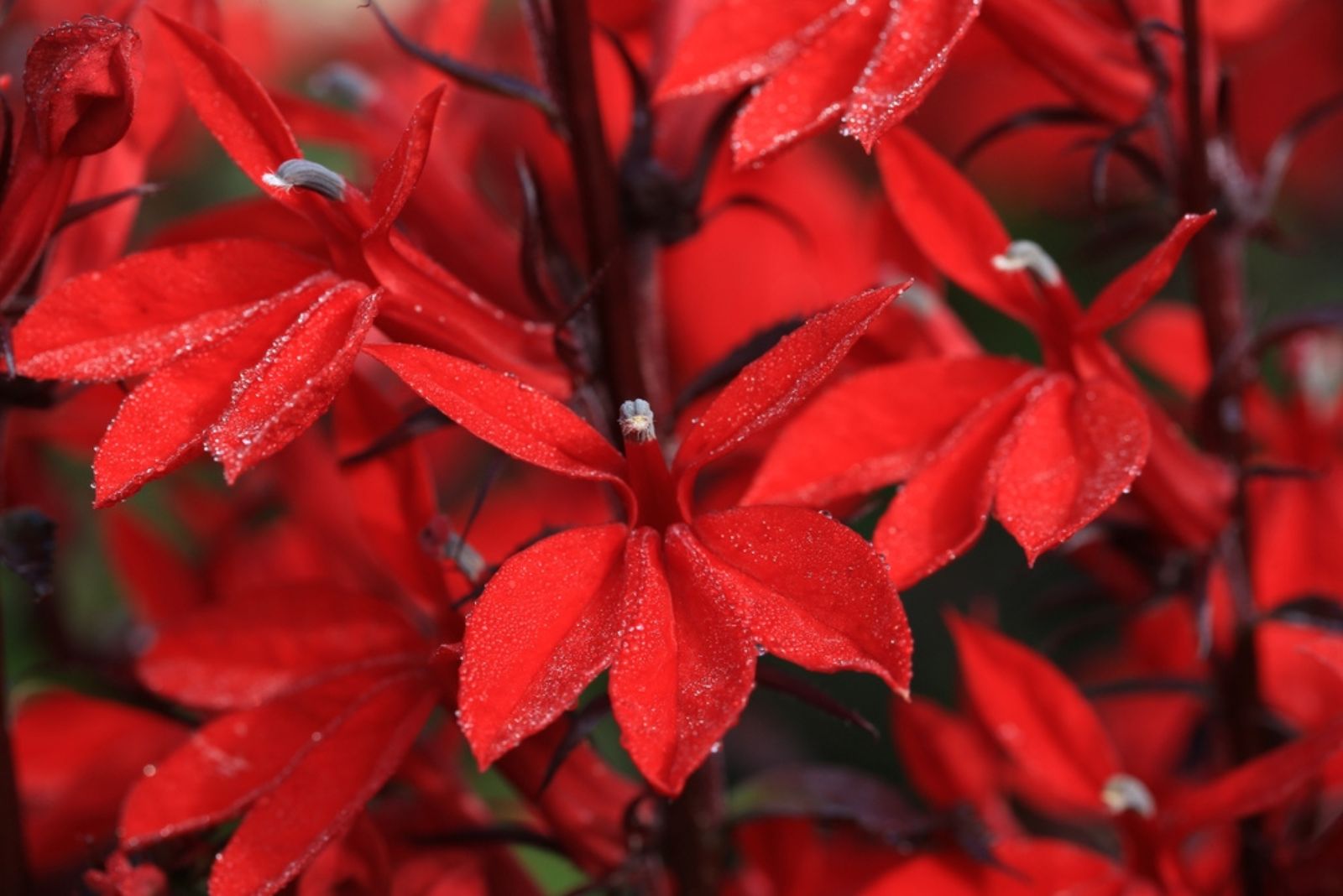 red lobelia