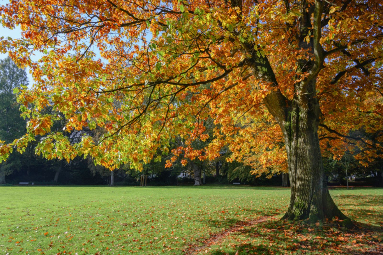 red oak tree