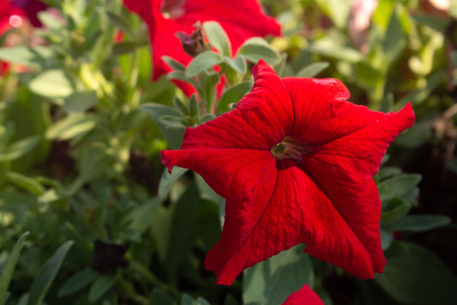 red petunia flower