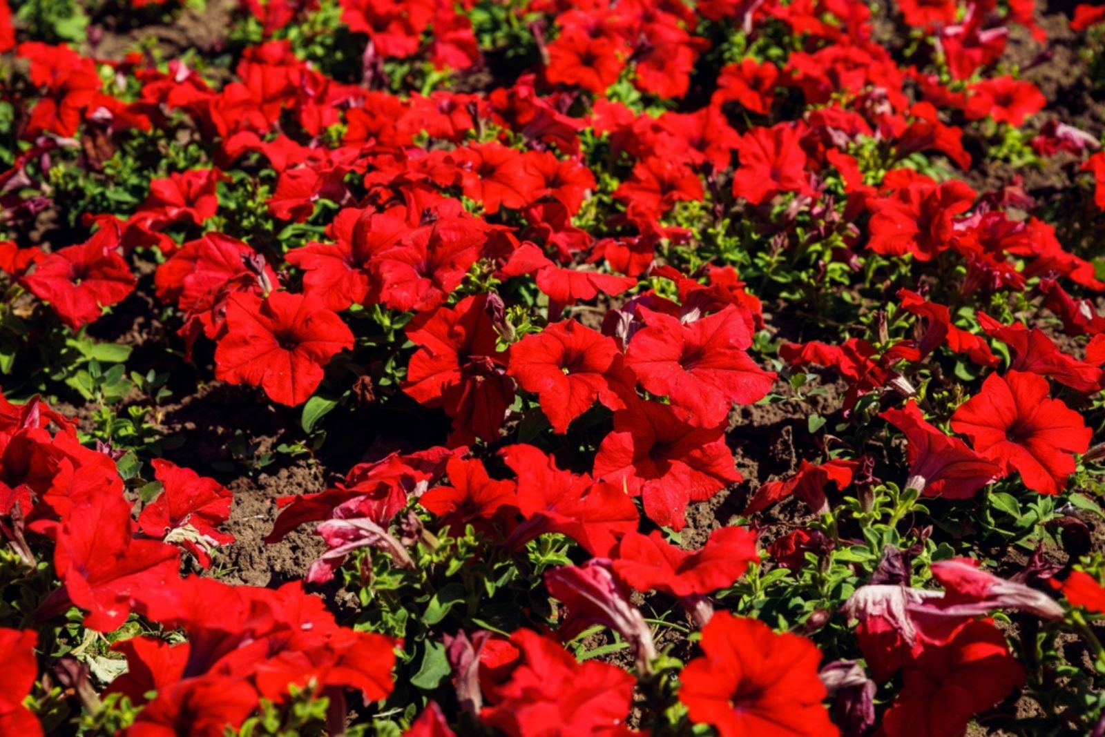 red petunia flowers