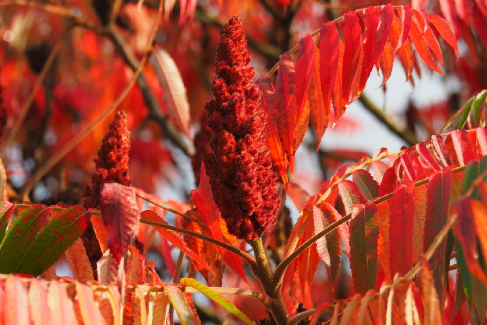 red stag horn sumac fruit