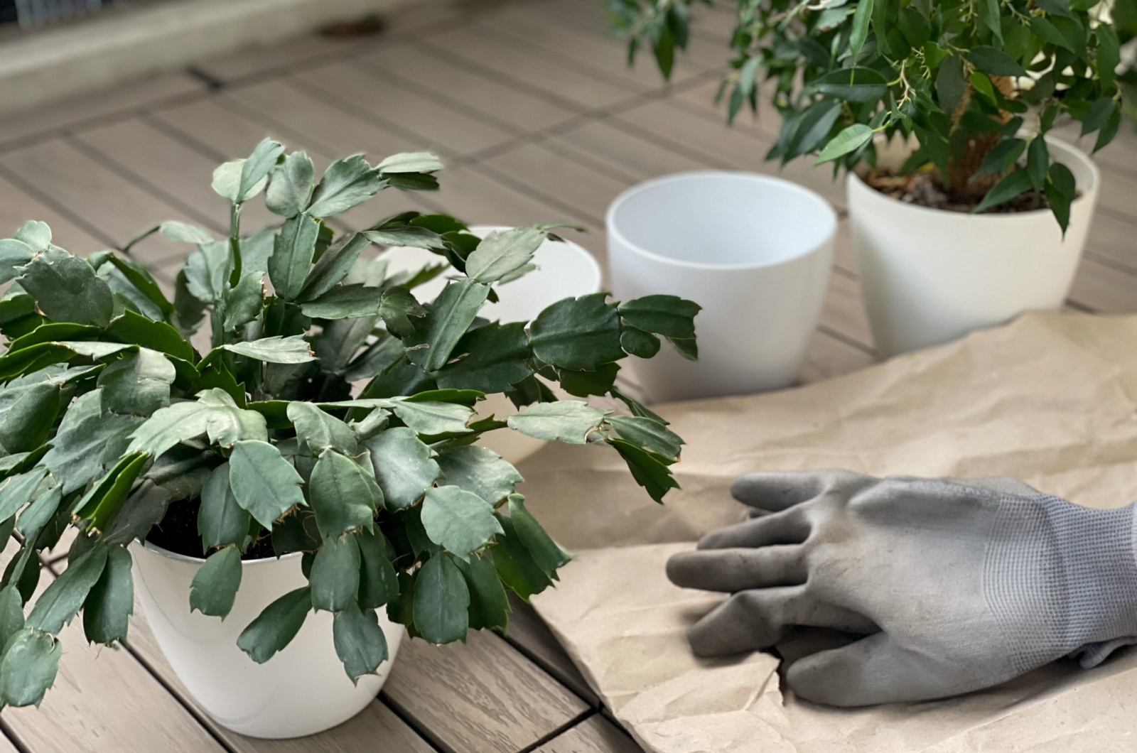 repotting christmas cactus