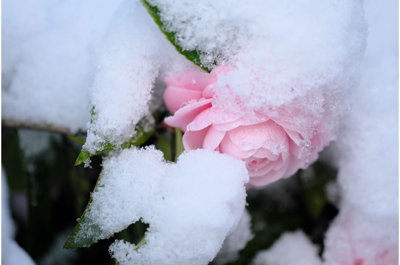 rose camelia in snow