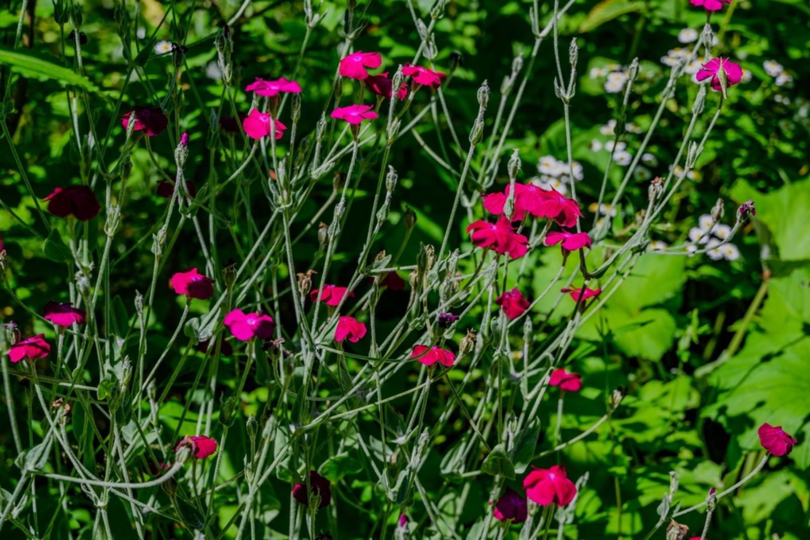 rose campion flowers in sun