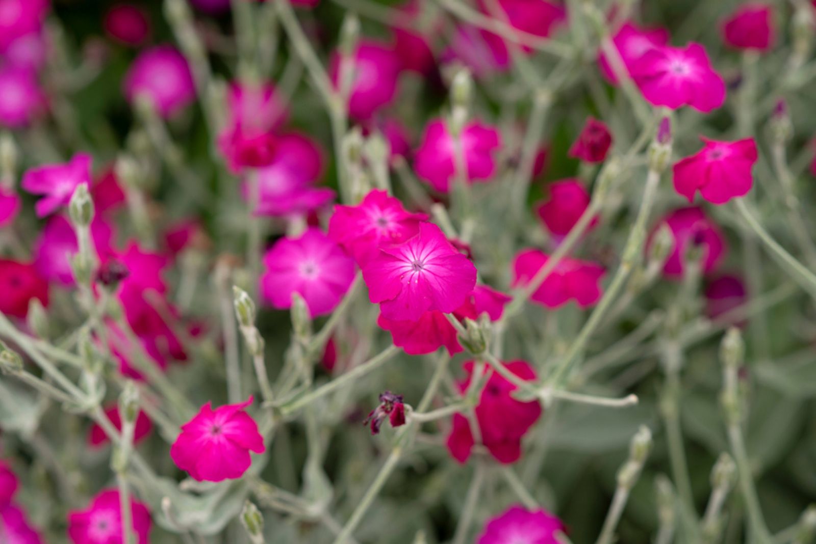 rose campion flowers