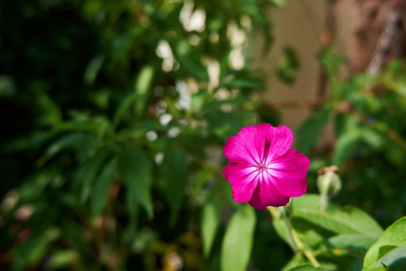 rose campion