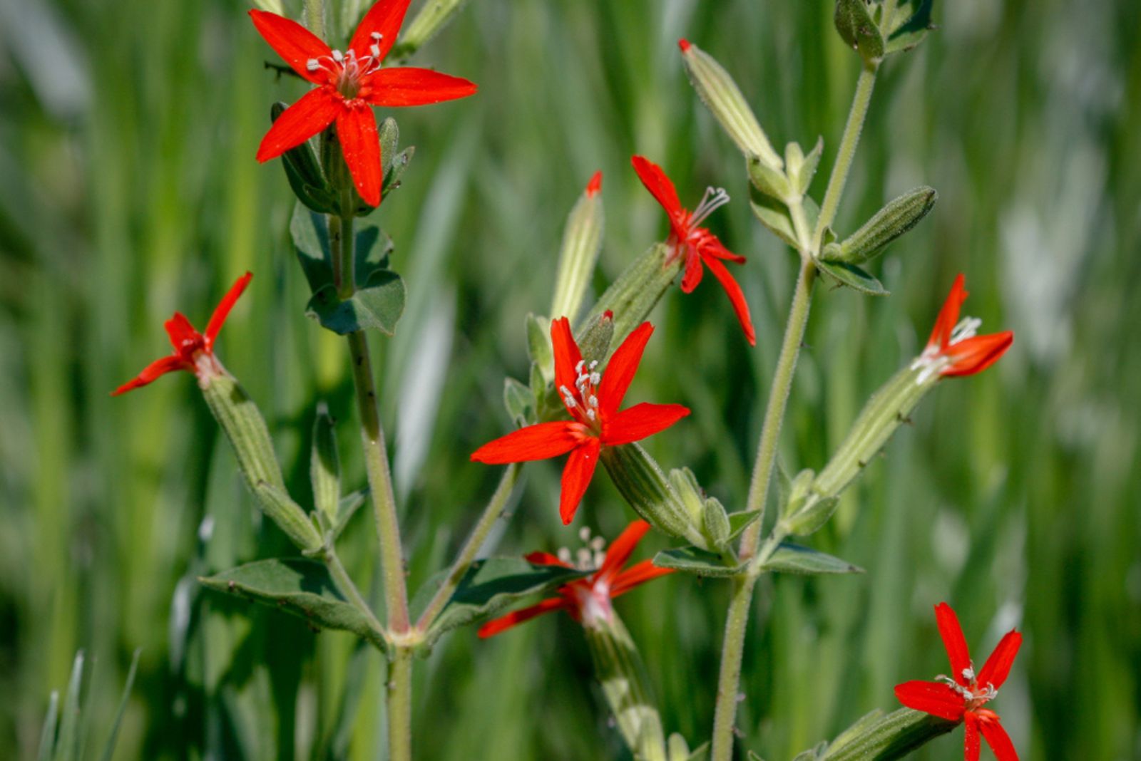 royal catchfly