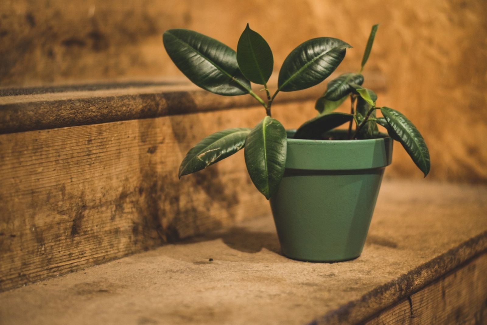 rubber tree plant