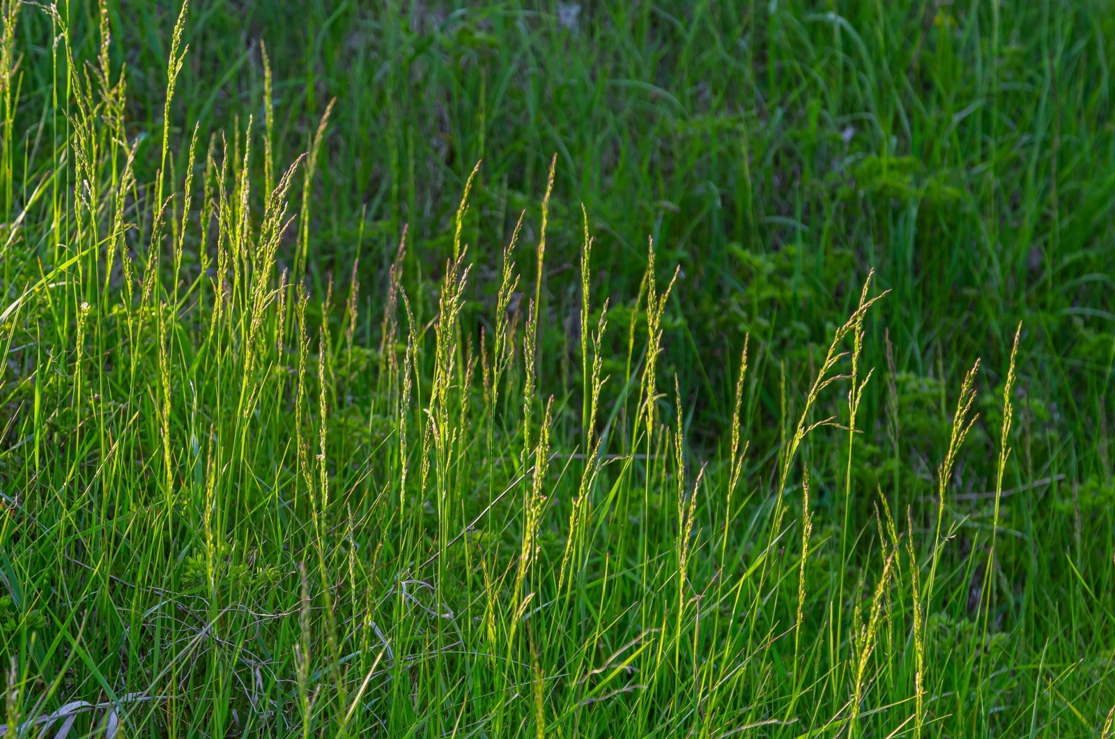 ryegrass in garden