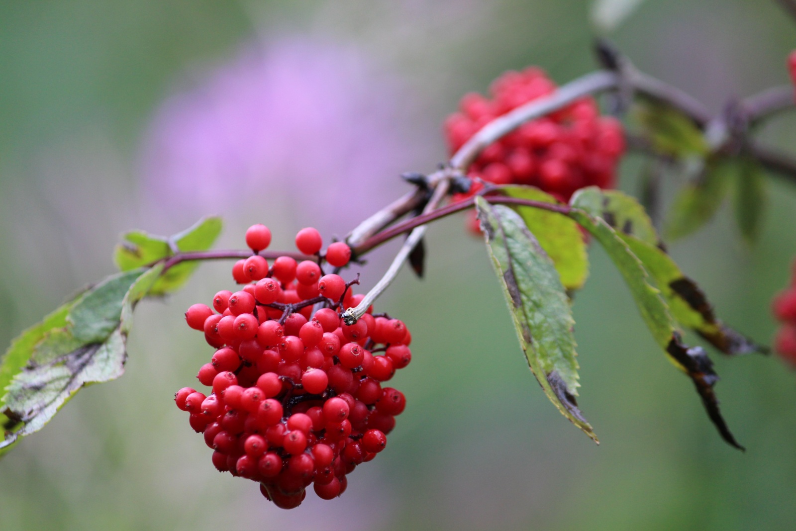 scarlet elderberry berries