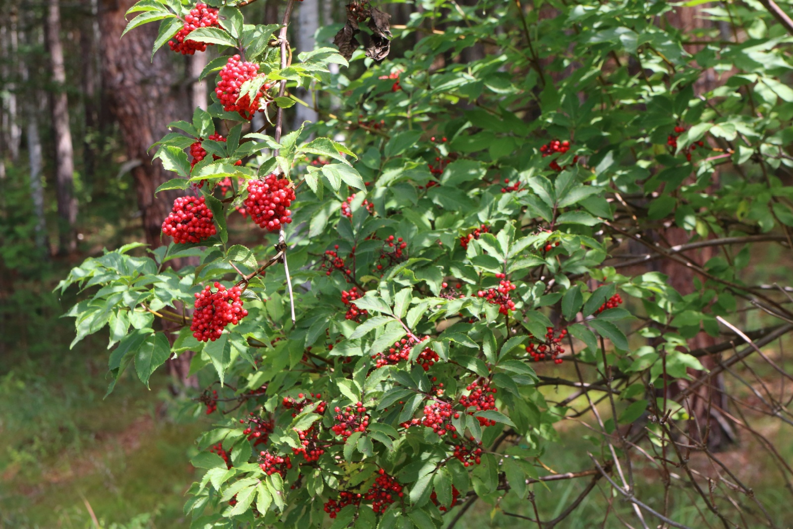 scarlet elderberry tree with berries