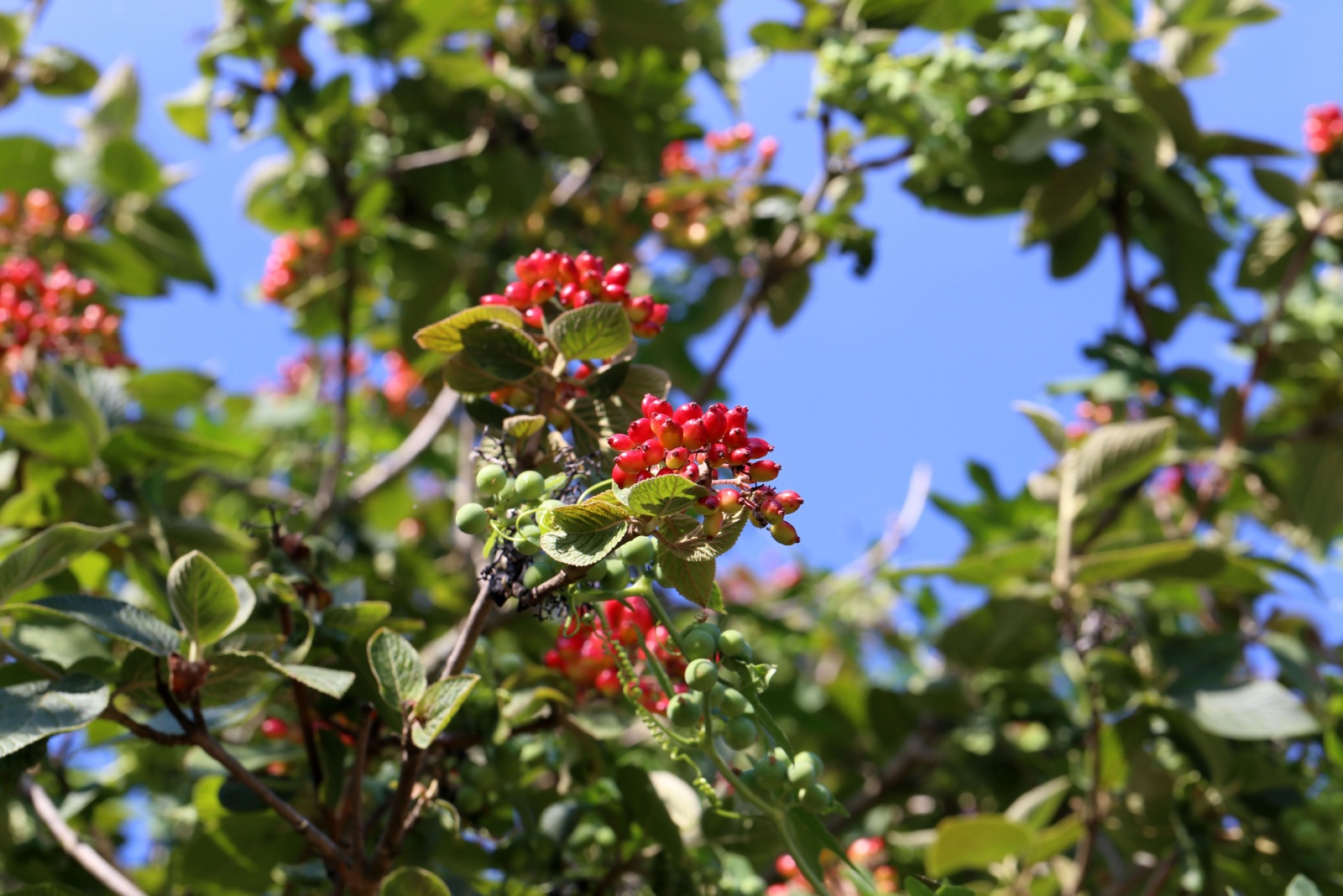 scarlet elderberry tree