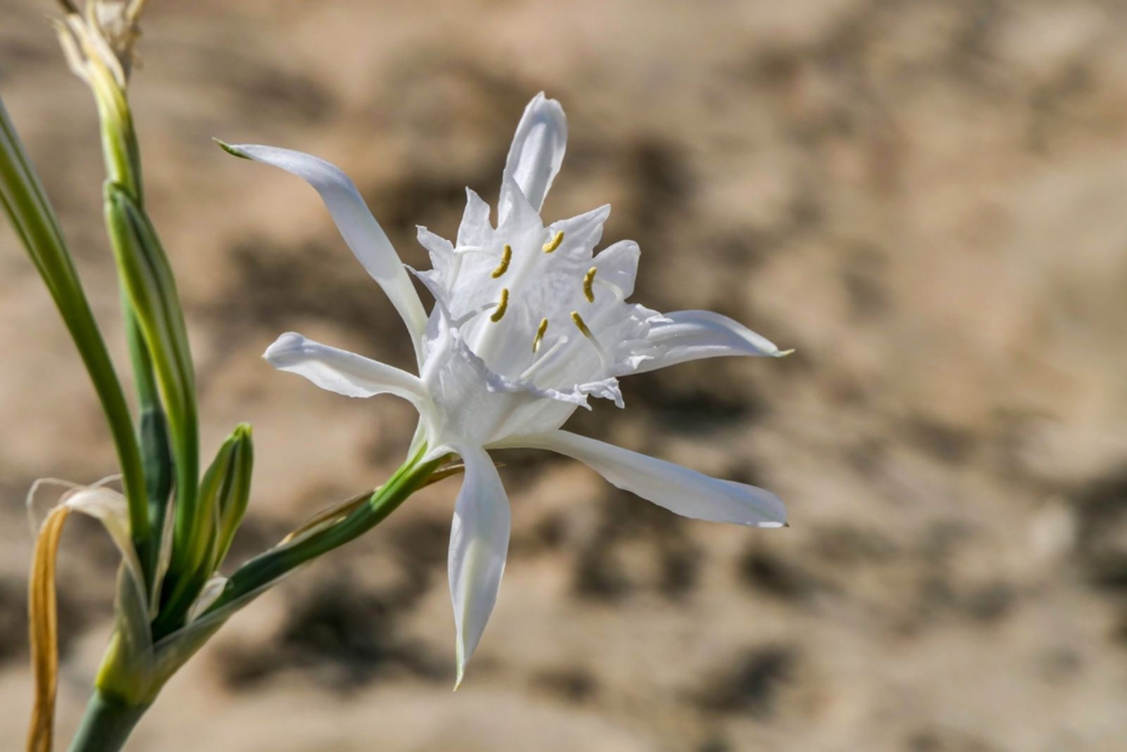 sea daffodil