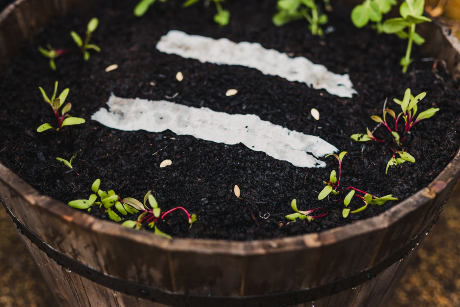 seeds tapes in container with seeds and sprouts