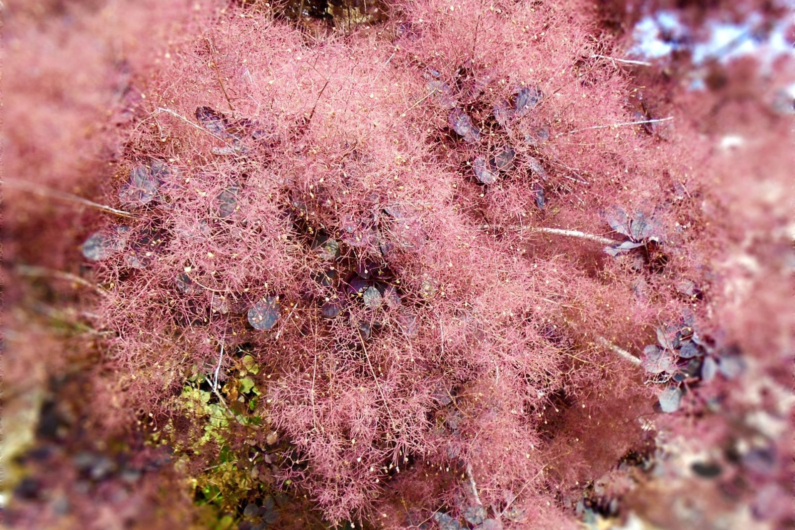 smoke bush 