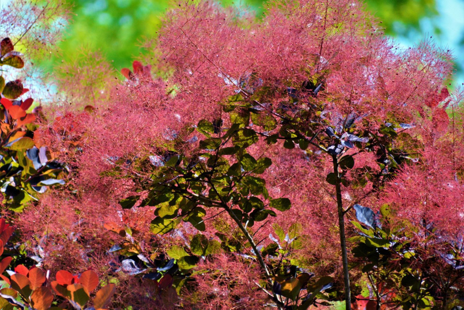 smoke bush