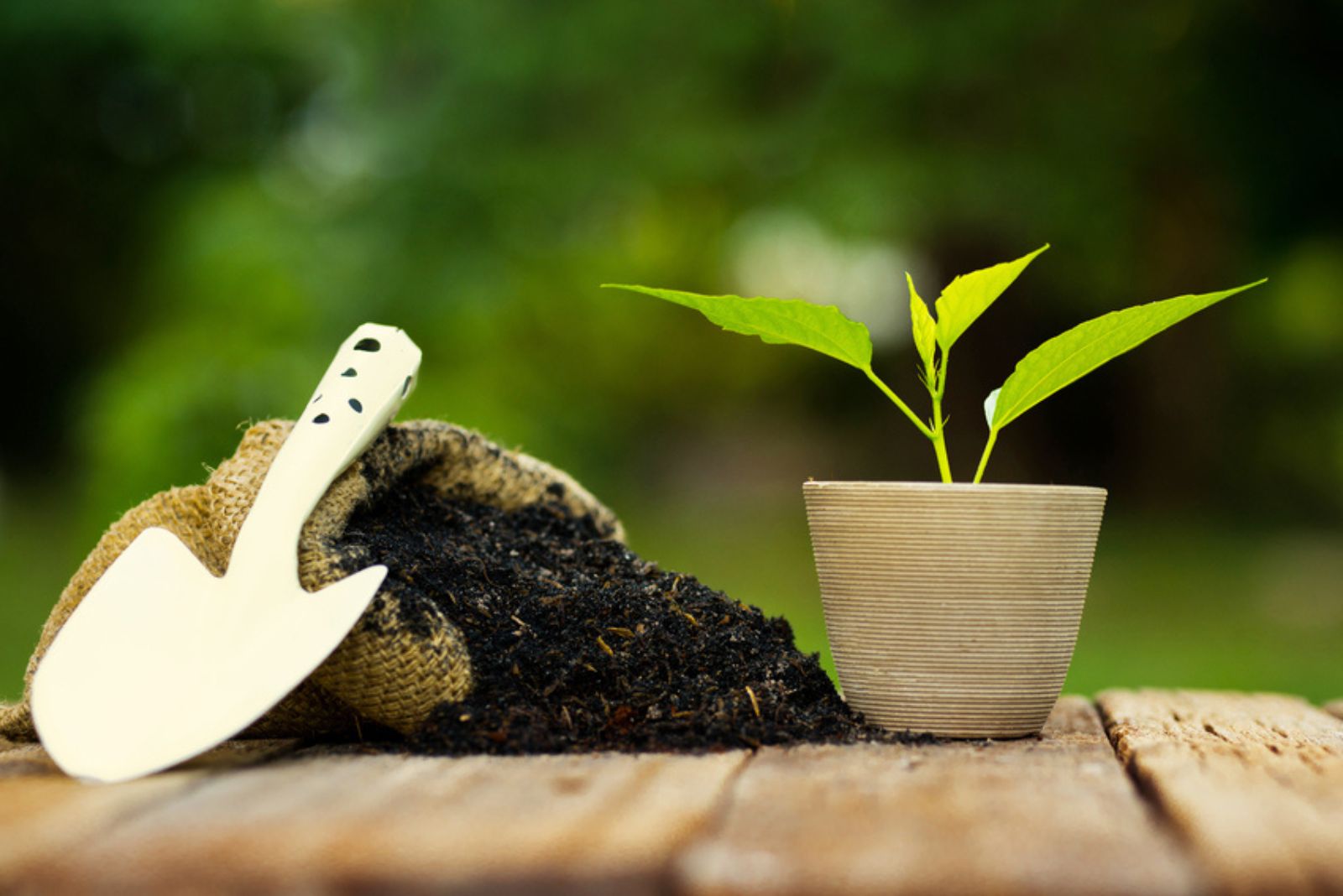 soil bag with potted plant and shovel