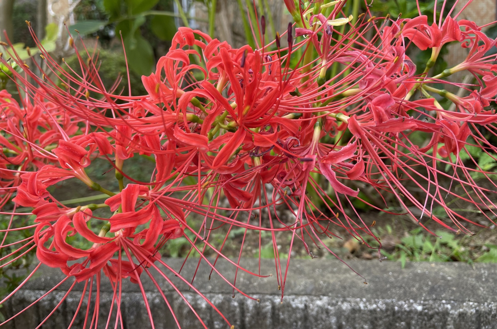 spider flower