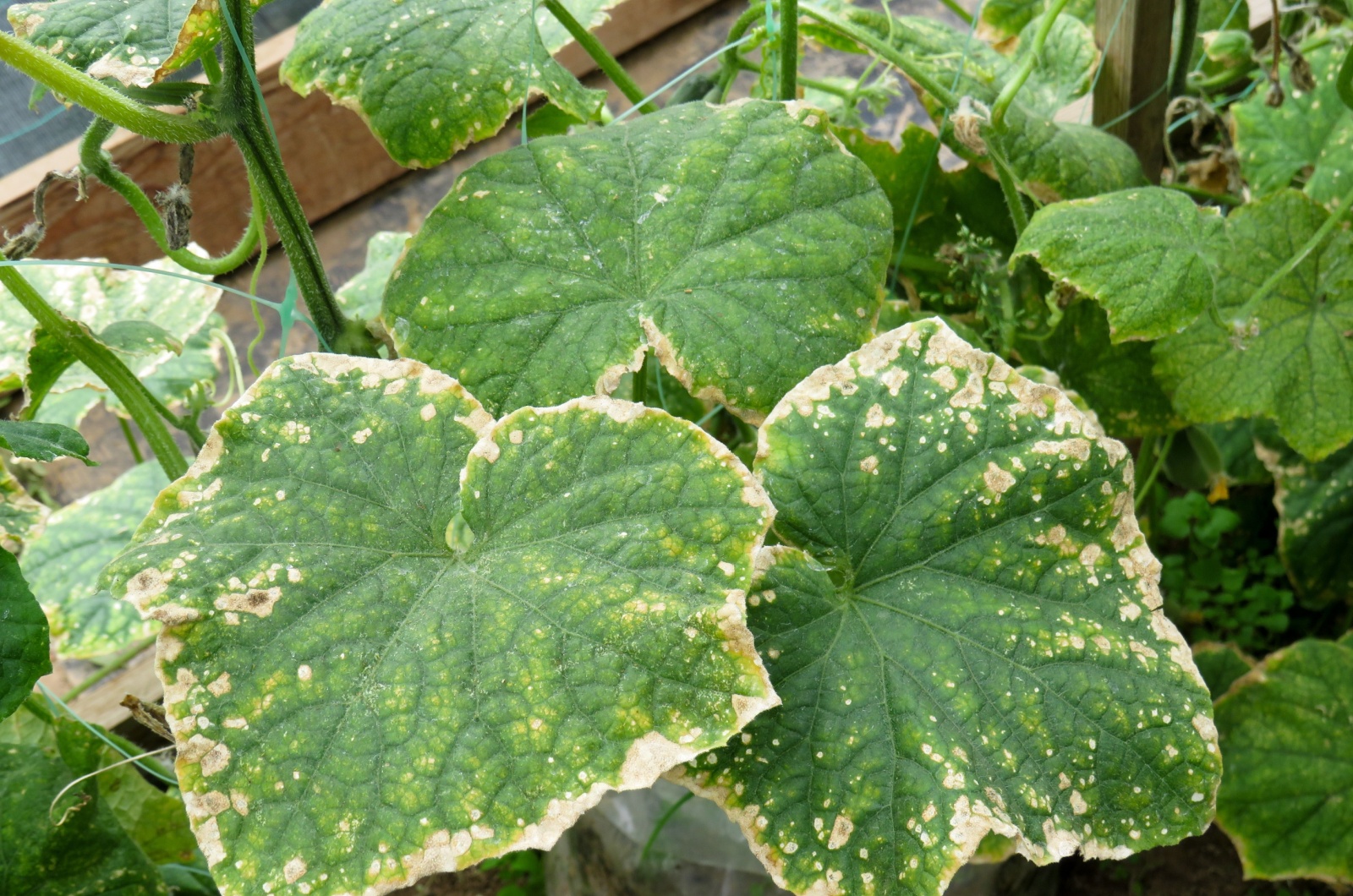 spider mites infestation