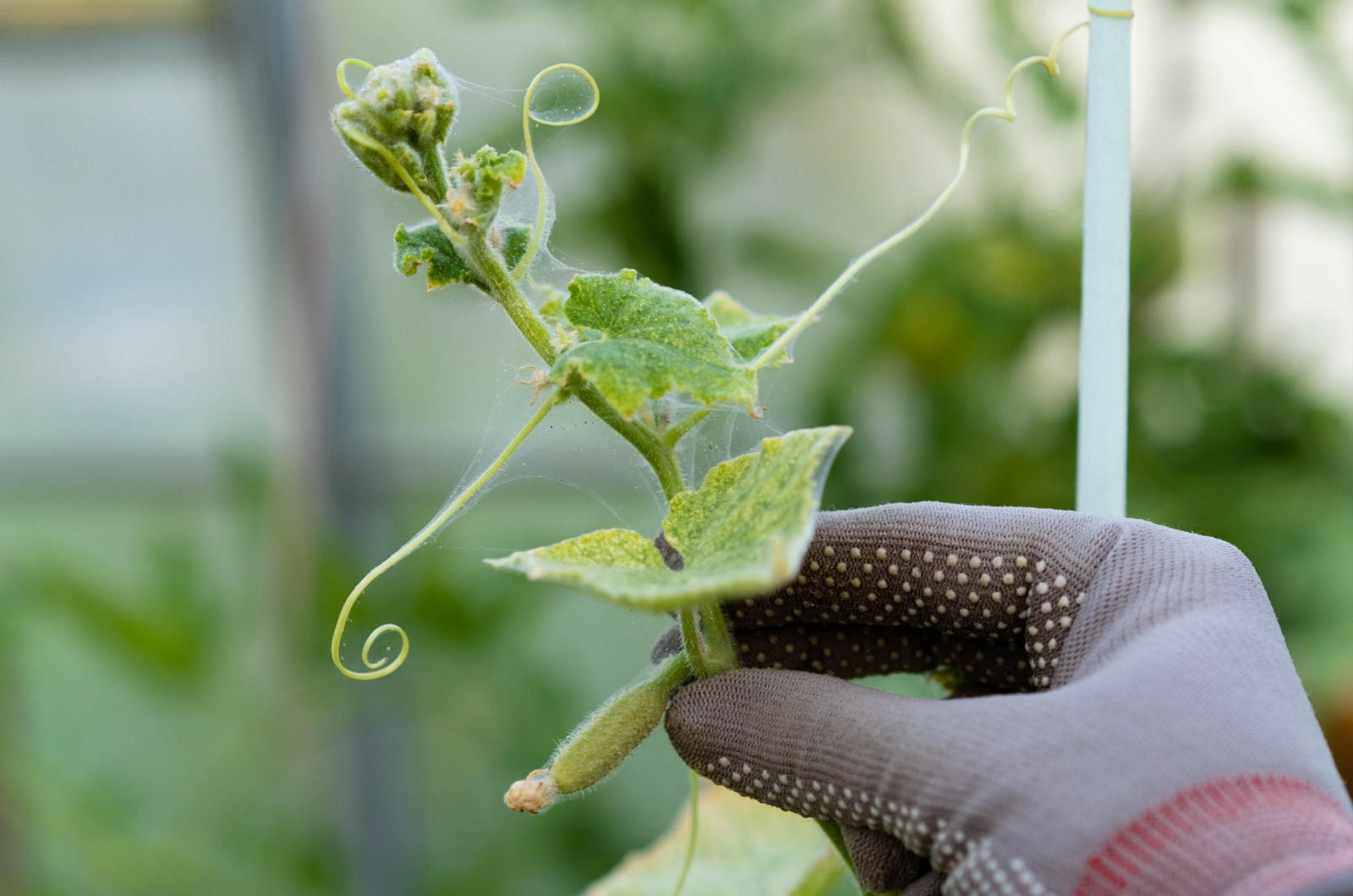 spider mites on cucumber plant