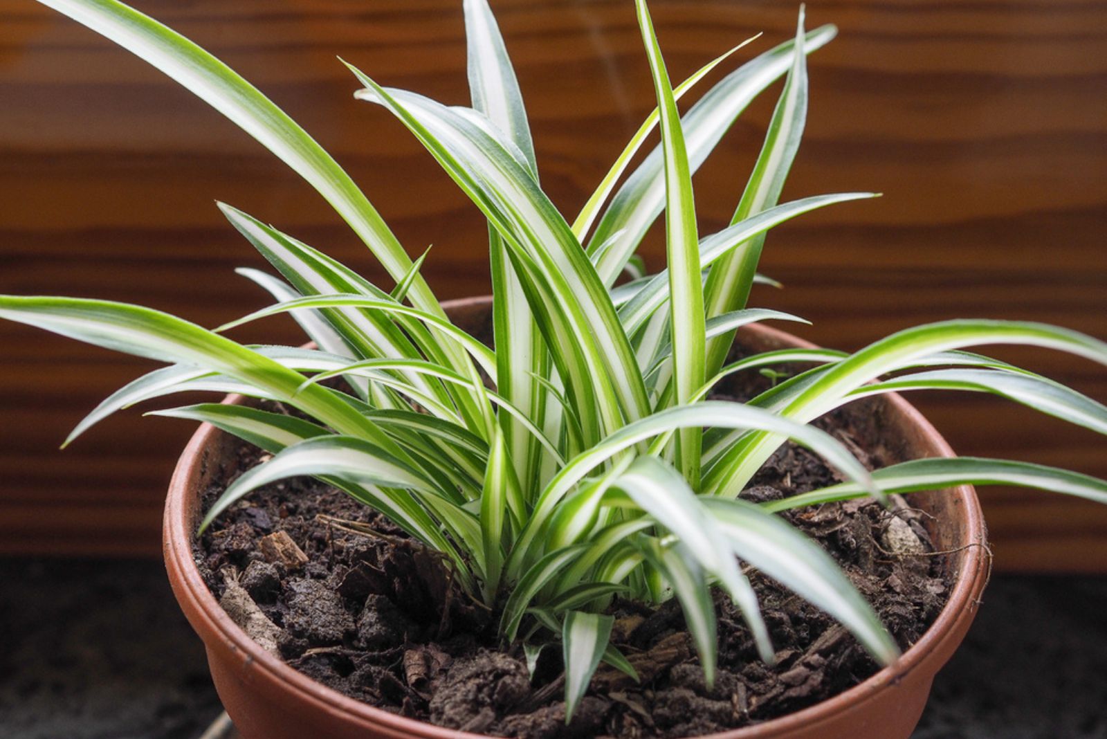 spider plant in brown pot