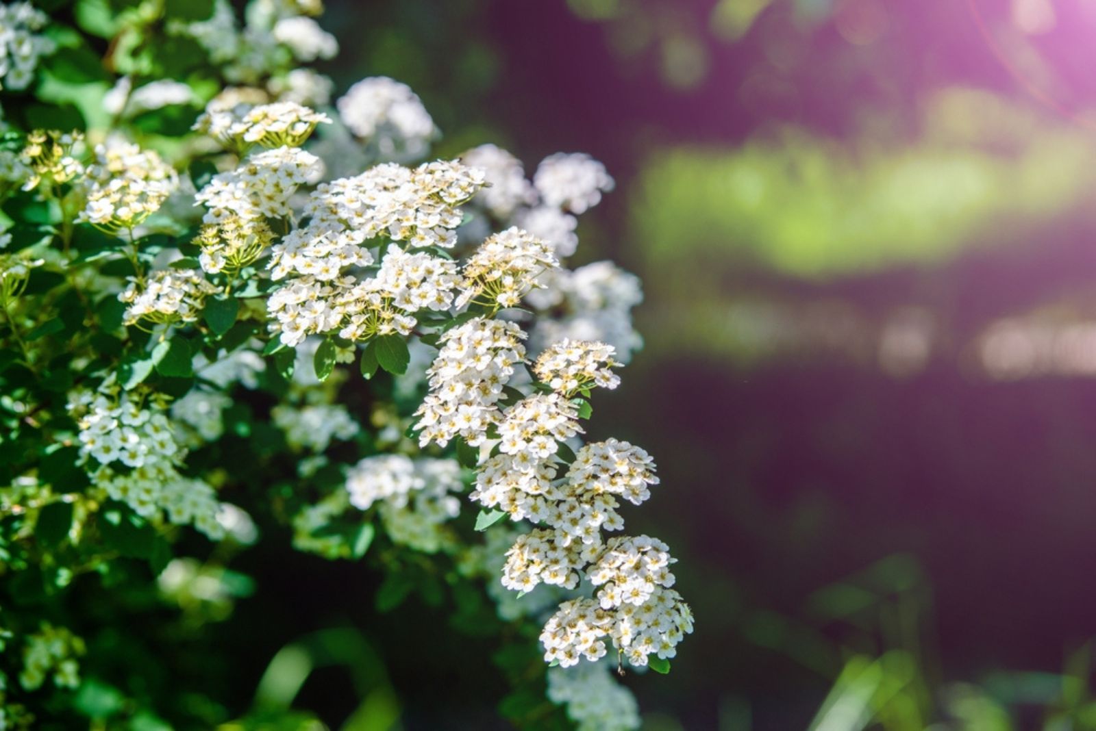 spirea bush