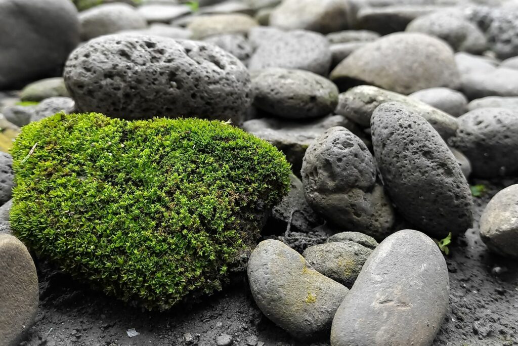 stones with moss