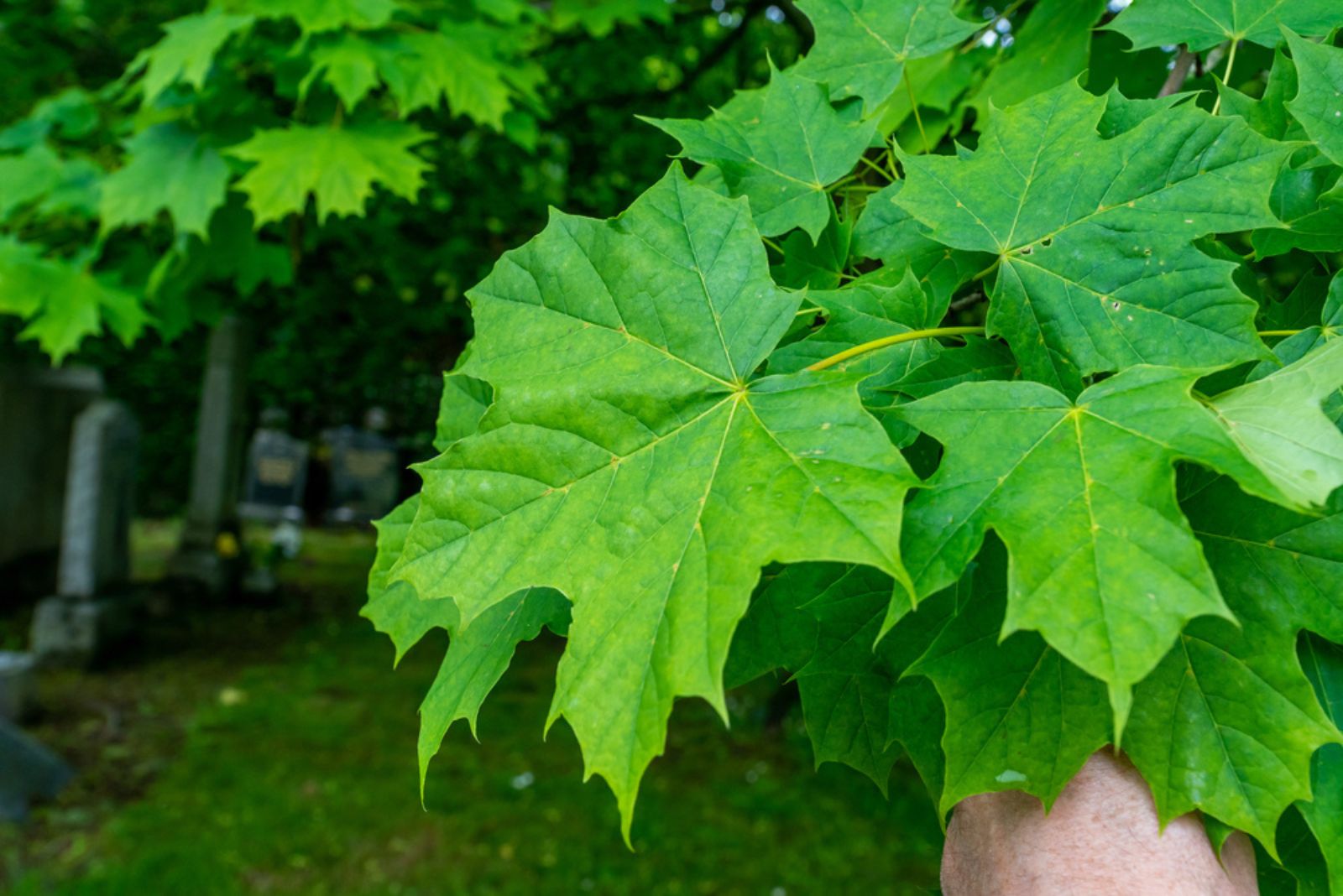 sugar maple tree