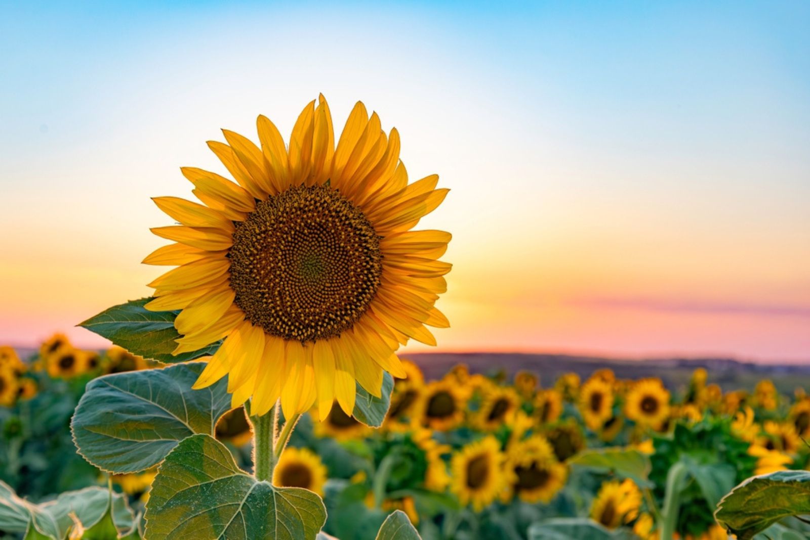 sunflower fields